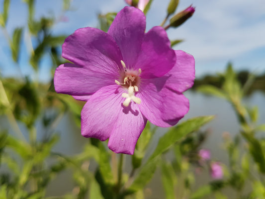 Top 5 places to go fishing in London